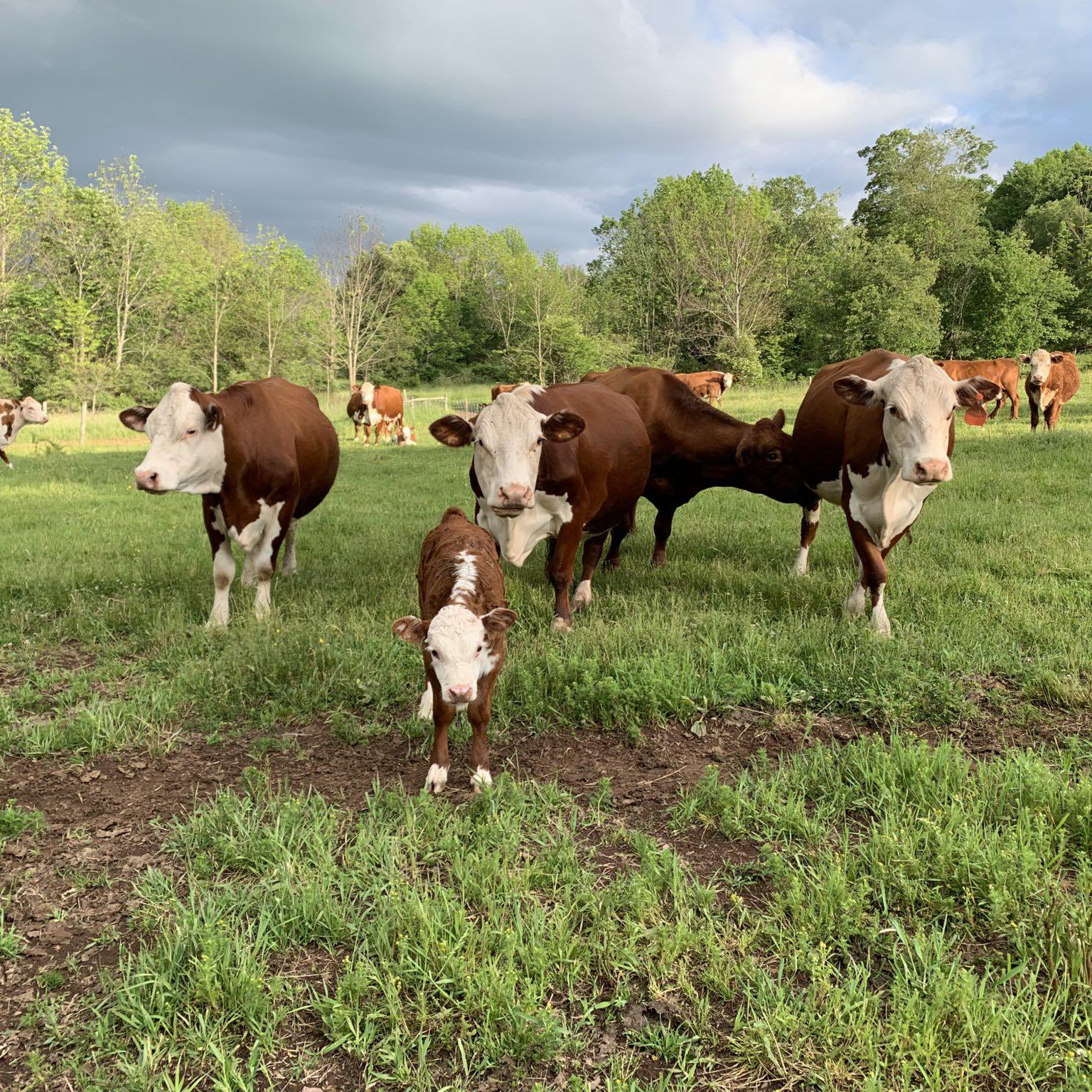 Wheeler Family Farm herd in pasture